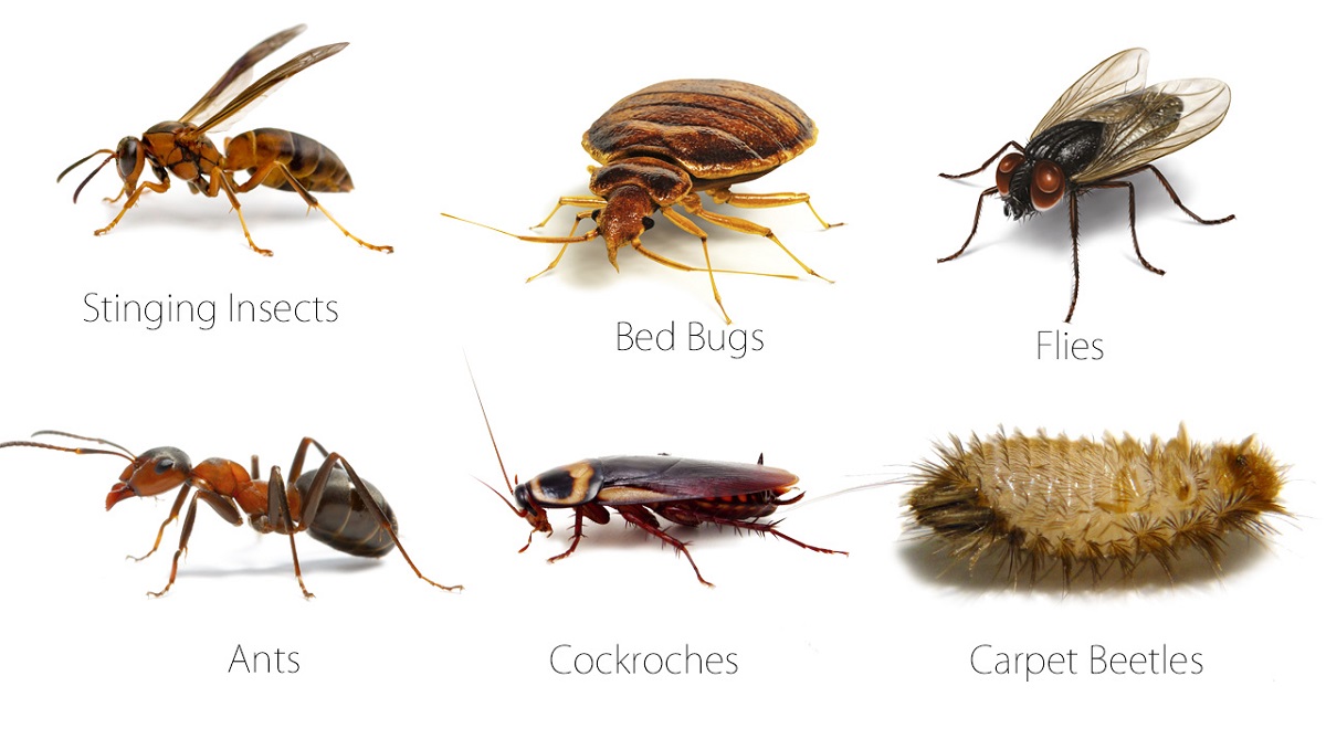 Different Types Of Insects In House At Jett Tishler Blog Different Types Of Insects In House At Jett Tishler Blog